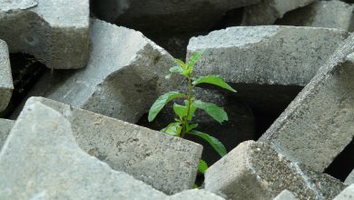 Fitoremediasyon - Doğa Kendini İyileştirebilir 24 fitoremediasyon