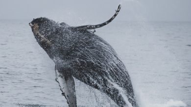 Balinalar Nasıl Yaşar? 9 balinalar nasıl yaşar