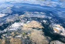 Deniz Salyası ( Müsilaj ) Nedir? 18 deniz salyasi