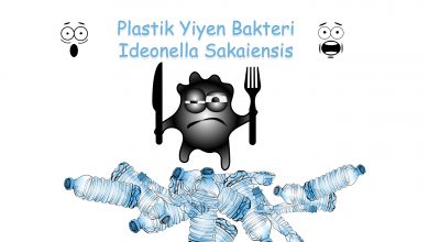Sıfır Atık İçin Plastik Yiyen Bakteri Ideonella Sakaiensis 14 plastik yiyen bakteri