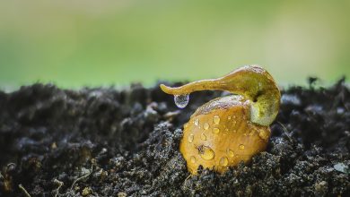 Tohumun Hayat Bulma Yolculuğu 11 Tohum çimlendirme