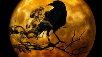 kargalar kaç yıl yaşar